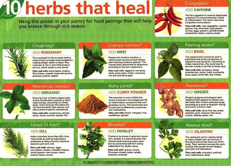 Medicinal Plants Chart Medicinal Plant