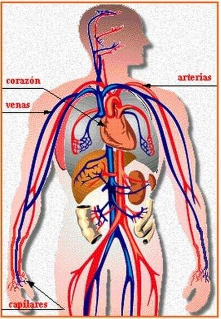 ¿cómo Está Formado El Sistema Circulatorio Dibujo Del Aparato