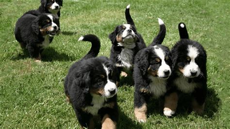 Bernese Mountain Dog Puppies Ma The 11 Best Dog Foods For Bernese