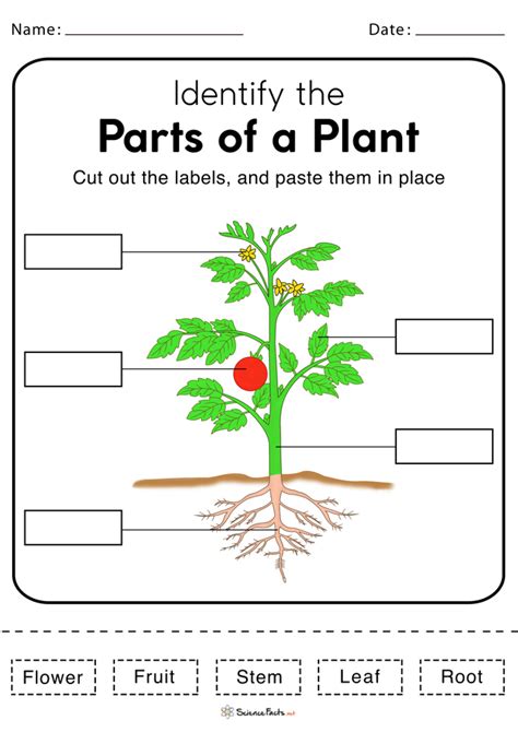 Parts Of A Tree Worksheet For Preschoolers