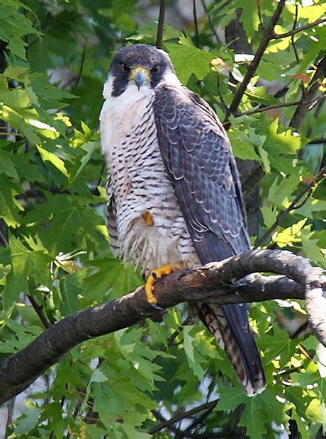 Peregrine Falcon Oregon Conservation Strategy
