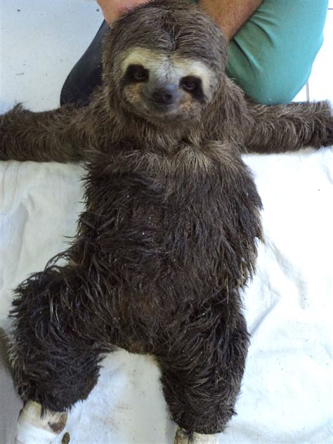 Reddit Needs More Sloths Funny