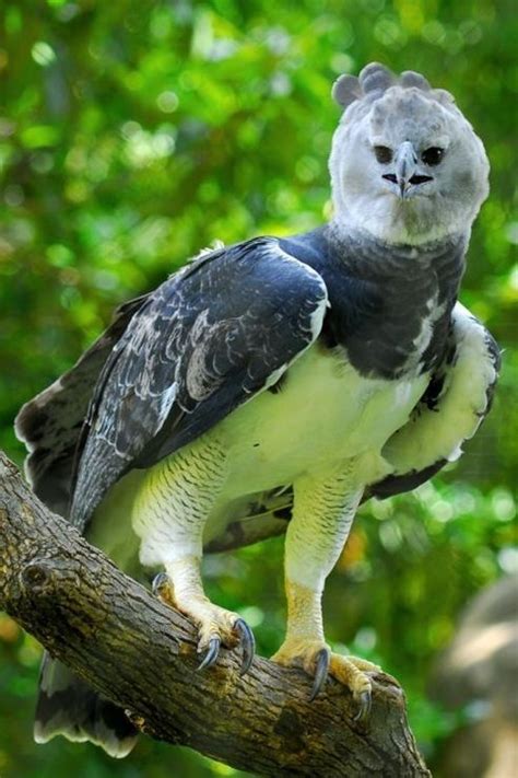 Harpy Eagle Harpia Harpyja South America Pretty Birds Beautiful