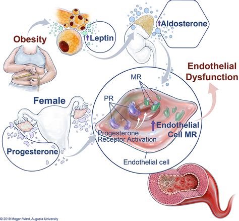 Progesterone Predisposes Females To Obesity Associated Leptin Mediated