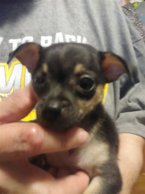 79 Micro Teacup Chihuahua Puppies For Sale In Pa L2sanpiero