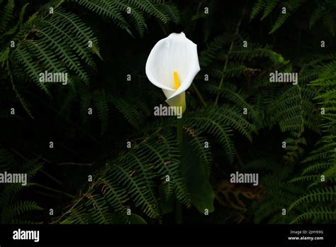 A White Calla Lily Also Known As Arum Lily Or Zantedeschia Aethiopica