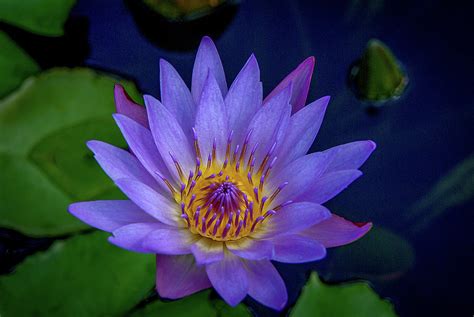 Lotus Water Lily Photograph By Michael Sedam