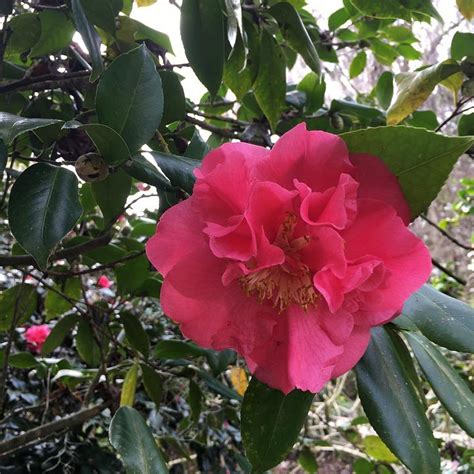 Camellia Sasanqua ‘tdn 1111 ~ Alabama Beauty Camellia Dunwoody Ace