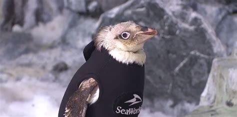 Naked Penguin Is Warmer After This Special Wetsuit Was Created Good