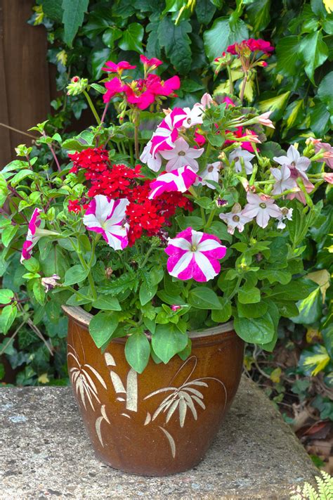 10 Sexiest Shade Flowers For Pots On Your Front Porch