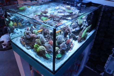 75 Gallon Aquarium Frag Box Corals