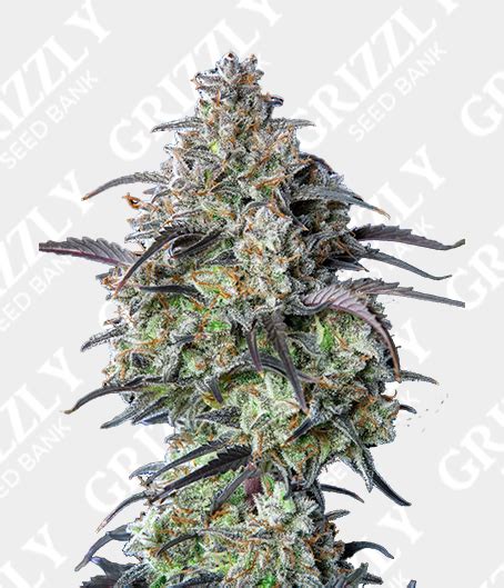 Mimosa Cake Auto Seeds Grizzly Seed Bank Fastbuds