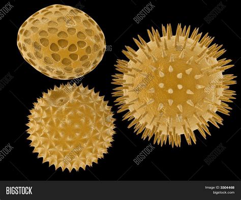 Pollen Image And Photo Free Trial Bigstock