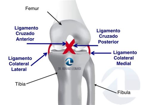 o que é ligamento cruzado anterior especialista do joelho dr adriano leonardi