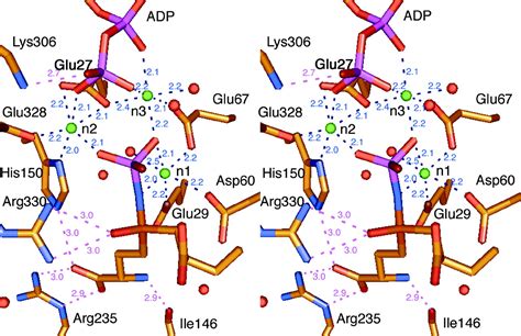 Crystal Structure Of γ Glutamylcysteine Synthetase Insights Into The
