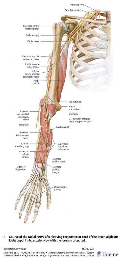 Anatomy Of The Radial Nerve