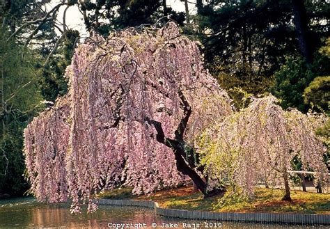 Cherry Blossoms Brooklyn Botanic Gardens Ideal Gardens Botanical