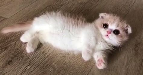 This Cute Baby Munchkin Kitten Will Definitely Melt Your Heart