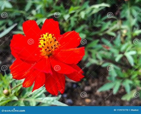 Mexican Aster Red Flower Are Blooming In The Garden Stock Photo Image
