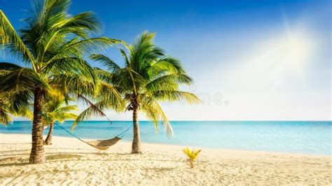 Playa Carribean Soleada Con Palmtrees Y La Hamaca Trenzada Tradicional