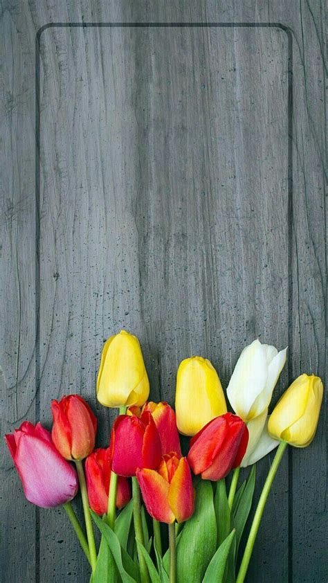 Tulip Iphone Wallpapers Wallpaper Cave