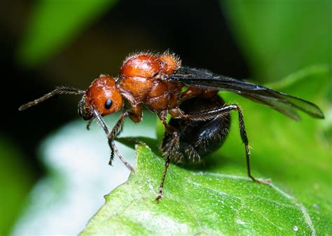 the sex of an entire ant colony is determined by the queen