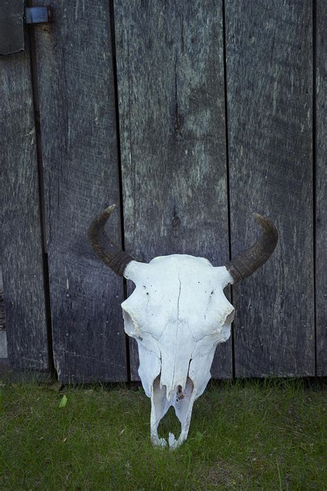 Bovine Skull With Horns Photograph By Donald Erickson Fine Art America
