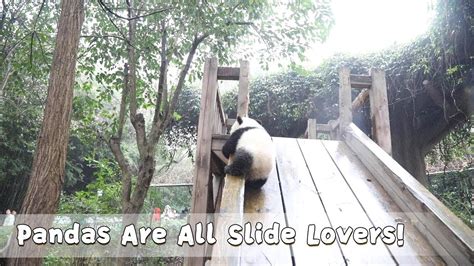 Pandas Are All Slide Lovers Ipanda Youtube