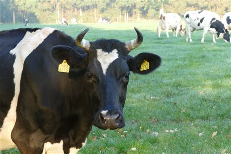 Free Images Cows Curious Standing Together Meadow Holland
