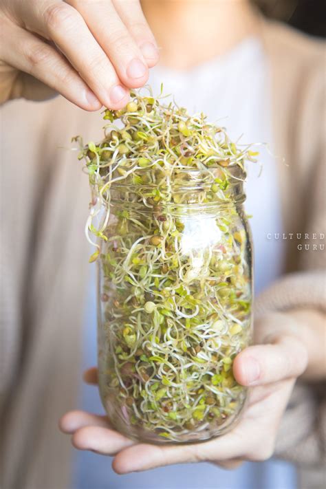 How To Grow Bean Sprouts In A Jar Cultured Guru Modern Design In