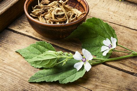 Visible roots, or surface roots, may become a nuisance in a yard. Marshmallow Roots | Effects & Medicinal Benefits ...