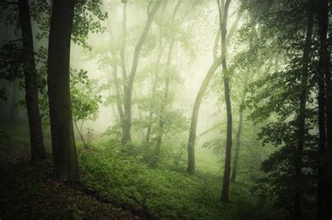 Magical Green Forest With Fog In The Summer Stock Image Image Of Rain