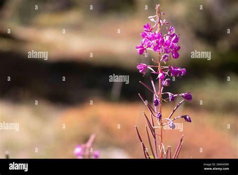 Epilobium Angustifolium Pink Flower Stock Photo Alamy