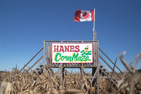 The Hanes Corn Maze The Hanes Corn Maze And Tiny Shop Bakery