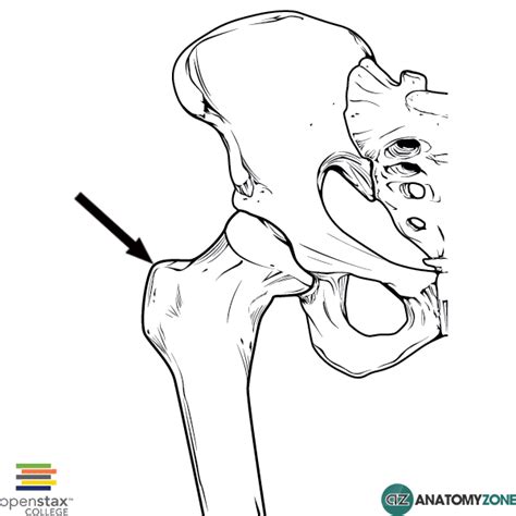 Greater Trochanter • Musculoskeletal Skeletal • Anatomyzone