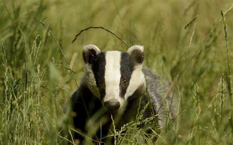 Badger Culling Zones To Be Extended In England Evening Standard