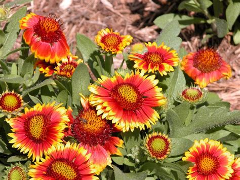 Top 10 Full Sun Perennials For Michigan Gardens