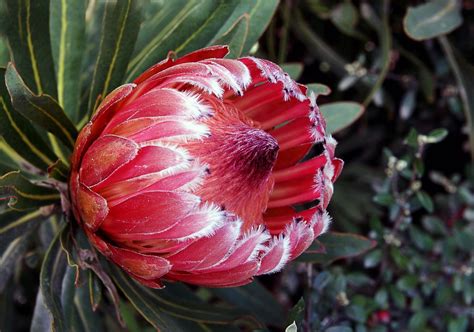 Protea Pink Ice Protea Is Both The Botanical Name And Th Flickr