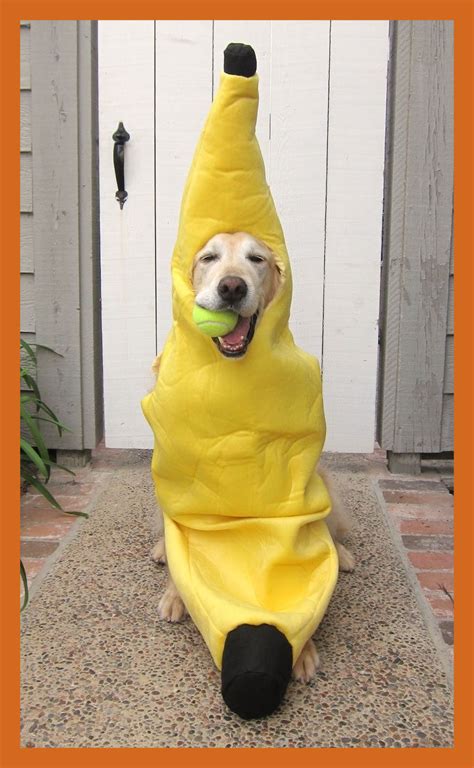 Funny Costume For Dogs Mew Comedy