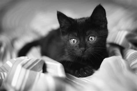 Beautiful Little Black Cat Lying On The Bed Wallpapers And Images