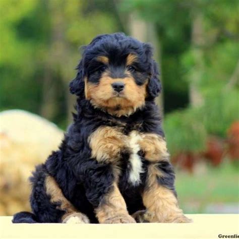 Teddy bear dogs are known for their endearing faces and their wide enormous eyes. Tiny Bernedoodle For Sale Near Me | Top Dog Information