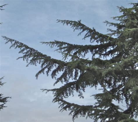 Cedars Tree Guide Uk Cedar Tree Identification