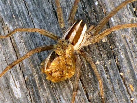 Wolf Spiders Pictures And Identification Tips Green Nature