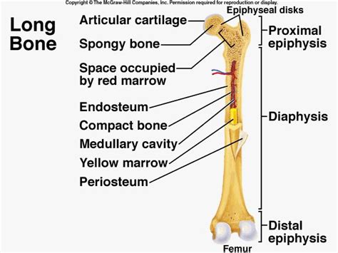 The ends of long bones are called. Long Bone cut diagram | A&P.2.Skin.Bone.Muscle | Pinterest ...