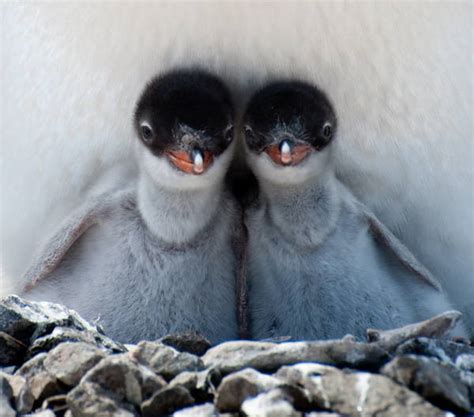 The Cutest Baby Penguins Photos In The World