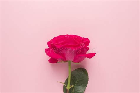 Dark Pink Rose On A Pink Background Minimal Style Stock Photo Image