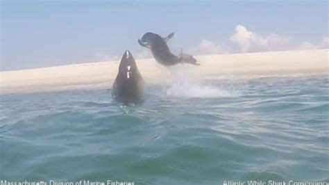 watch video shows seal s dramatic escape from shark off cape cod necn