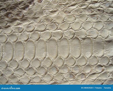 Texture Of Exotic Leather Python Skin White Snakes Stock Photo