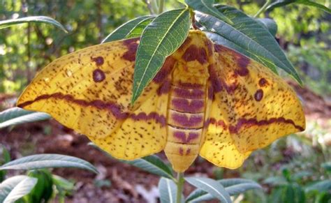 The forest tent caterpillar moth (malacosoma disstria) is a moth found throughout north america, especially in the eastern regions. Imperial Moth | Wake Audubon