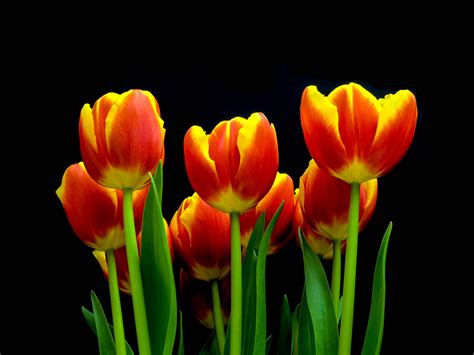 Red And Yellow Half Bloom Tulip Bouquet Flower Tulips Hd Wallpaper